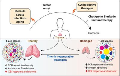 Thymic Function and T-Cell Receptor Repertoire Diversity: Implications for Patient Response to Checkpoint Blockade Immunotherapy